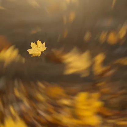 Wind and Leaves