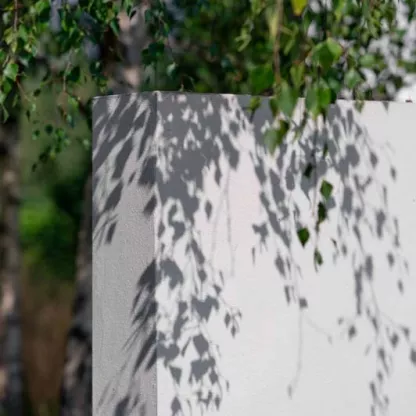 Green tree against white wall