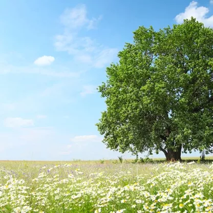 Field with tree