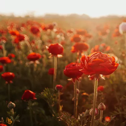 Poppy field