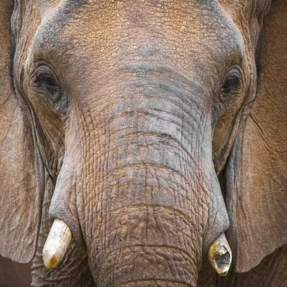 elephant_1200x628.jpg