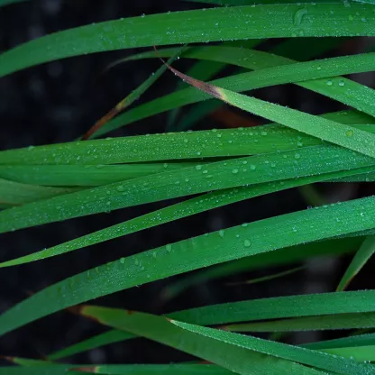 Green leaves