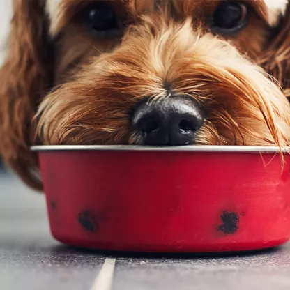 dog with face in bowl