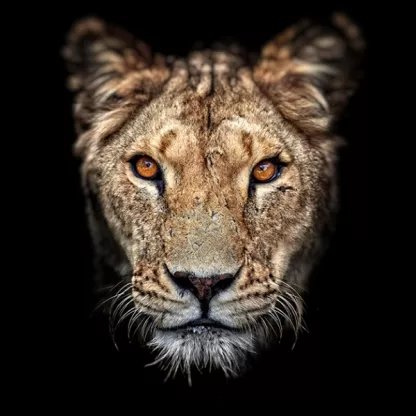 lioness-1200x628.jpg